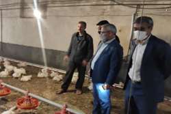 گشت مشترک رصد و پایش مرغ در گناباد